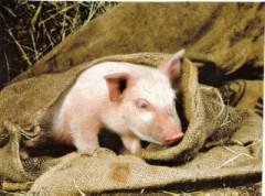 Prévisions astrologiques n°102 cochon en sac.jpg