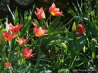 L'Ardèche au printemps L'Ardèche au printemps