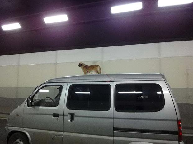 Il conduit avec son chien sur le toit