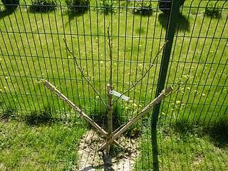 Que fait Prunille ? elle est au jardin !!! Que fait Prunille ? elle est au jardin !!!