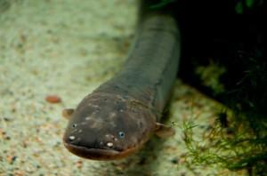 Première naissance d’anguilles de deuxième génération en captivité