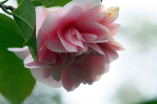 Camellia 'Elsie Jury' elsie 4 avril 025.jpg