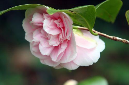 Camellia 'Elsie Jury' elsie 4 avril 026.jpg