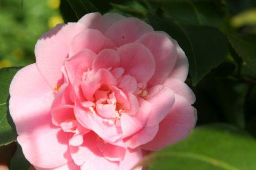 Camellia 'Elsie Jury' elsie veneux 15 avril 2010.jpg 018.jpg