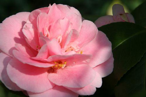 Camellia 'Elsie Jury' elsie veneux 15 avril 2010.jpg 019.jpg