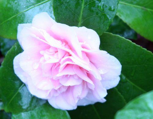 Camellia 'Elsie Jury' elsie veneux 28 mars 033.jpg