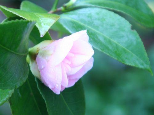 Camellia 'Elsie Jury' elsie veneux 28 mars 031.jpg