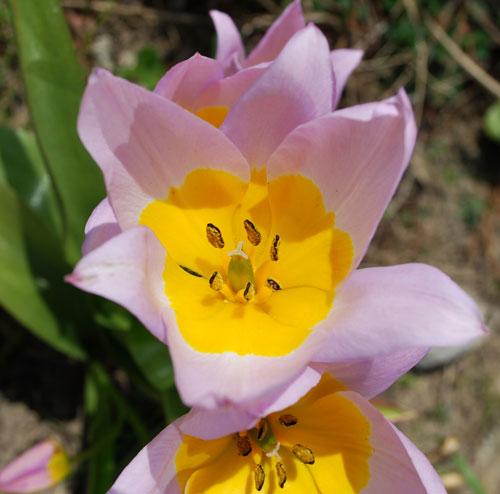 tulipes6 La tulipe (Tulipa)