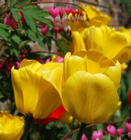 tulipes7 La tulipe (Tulipa)