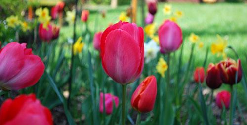 tulipes60 La tulipe (Tulipa)