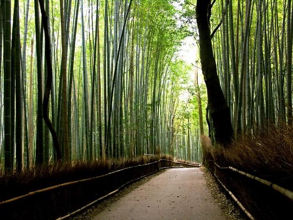 Bamboo forest pathway in Kyoto Japan.jpg