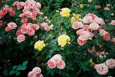 Dans un jardin de roses
