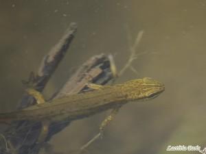 Triton à Farges Triton à Farges