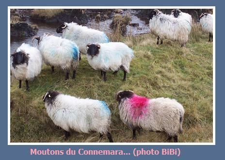 Moutons du Connemara Le Ministère de la Reconnaissance.