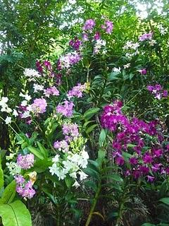 Des fleurs (échappées du zoo de Singapour)