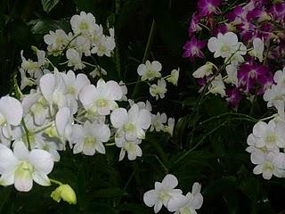 Orchidées (à gogo)