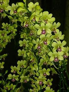 Orchidées (à gogo)