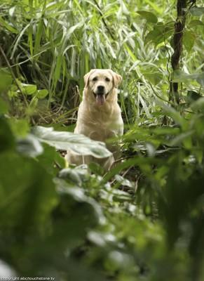 Questions pour un Lostie ! Questions pour un Lostie !