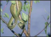 Ai confffiance, crois en moiiiiiii..... Ai confffiance, crois en moiiiiiii.....