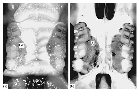 Les mutants parlent aux mutants 600.jpg