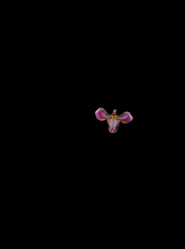 orchidée papillon b