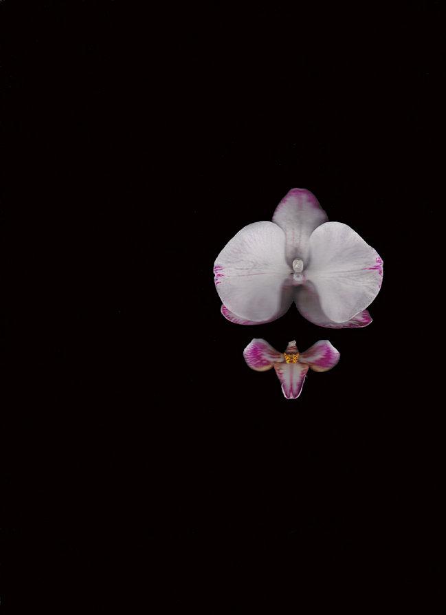orchidée au papillon (1).b