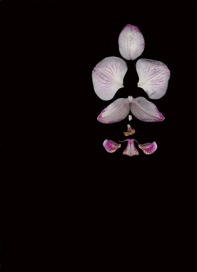 orchidée au papillon (10)b