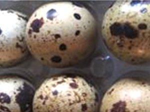 On mange quoi demain? La caille et son accompagnement Les-oeufs-de-cailles.jpg