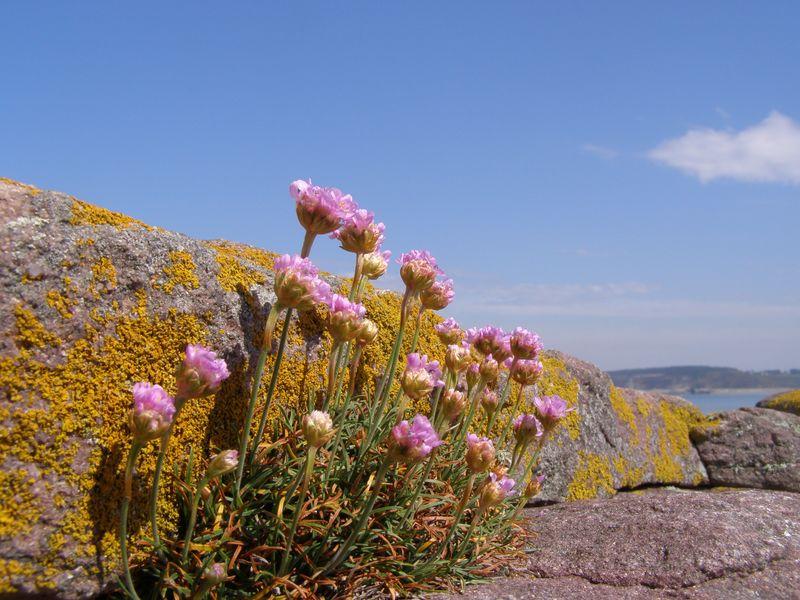 ce qu'il faut au poète Ce qu’il faut au poète (Marie-Caroline Quillet)