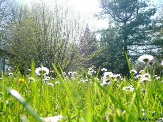 Allongée dans l'herbe... Allongée dans l'herbe...