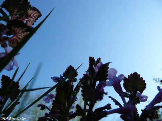Allongée dans l'herbe... Allongée dans l'herbe...