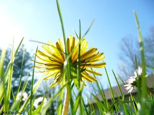 Allongée dans l'herbe... Allongée dans l'herbe...