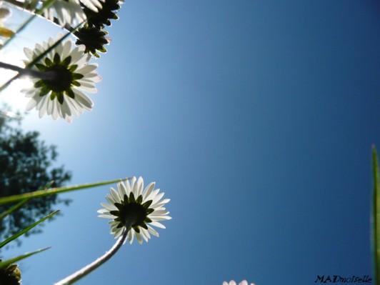 Allongée dans l'herbe... Allongée dans l'herbe...
