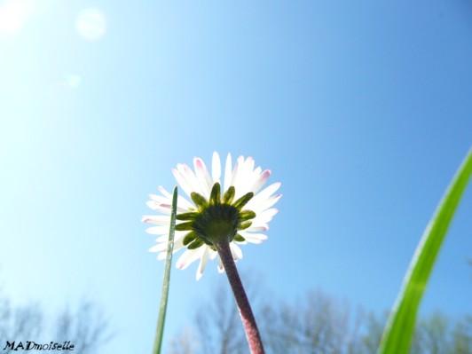Allongée dans l'herbe... Allongée dans l'herbe...
