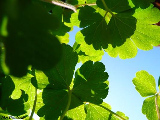 Allongée dans l'herbe... Allongée dans l'herbe...