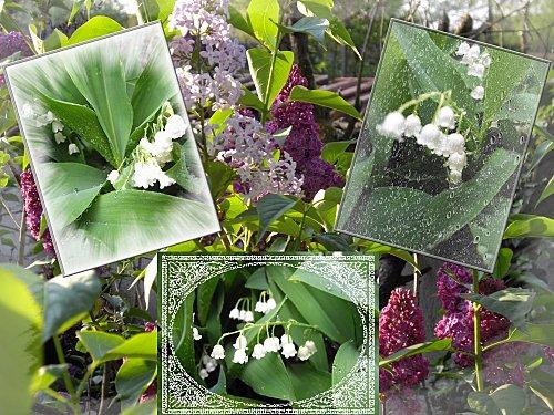 Le flan pâtissier à la noix de coco, un petit plaisir en bouche muguet.jpg