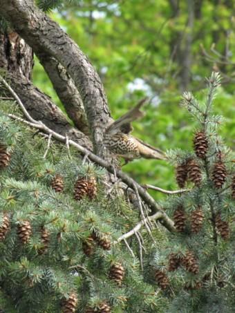L'étourneau Etourneau (1).jpg