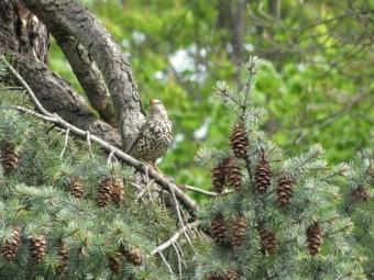 L'étourneau Etourneau (2).jpg