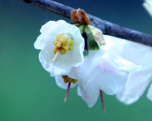 halesia fleurs romi 30 avril 054.jpg