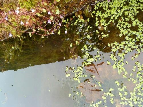 Max | FOMEC amou19.JPG