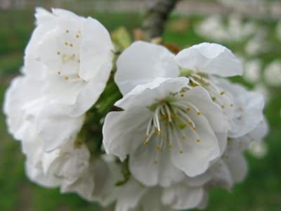 Les cerisiers en fleurs
