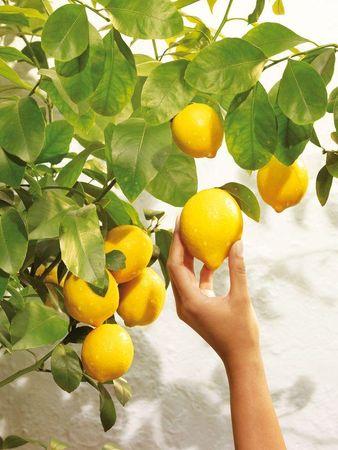 Tu reprendras bien un peu de citron ? nouvelle_gamme_corps_tendre_citronsweet_lemon_L_1
