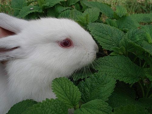 Lapereau à la Menthe Lapins-26-avril-2010-024.JPG