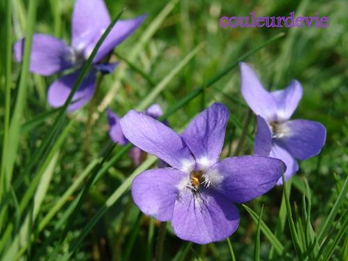 Photos printanières Photos printanières