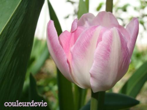 Photos printanières Photos printanières