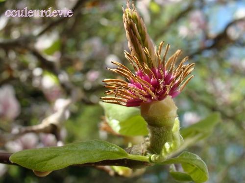 Photos printanières Photos printanières