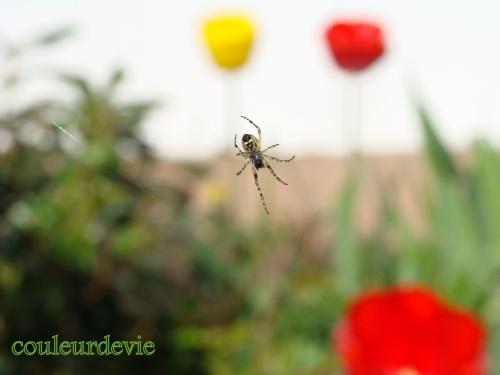 Photos printanières Photos printanières