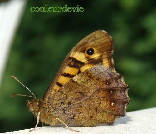 Photos printanières Photos printanières