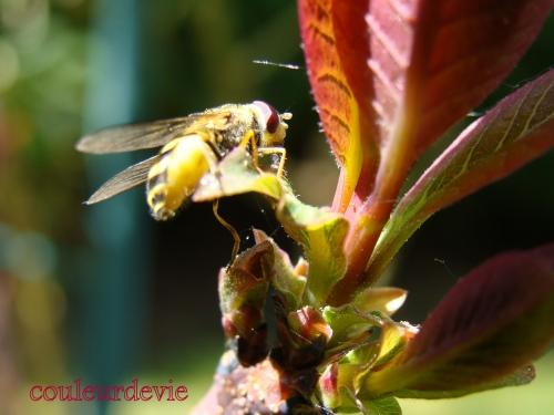 Photos printanières Photos printanières