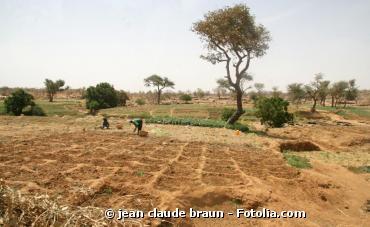 Le changement climatique menace la sécurité alimentaire en Afrique
